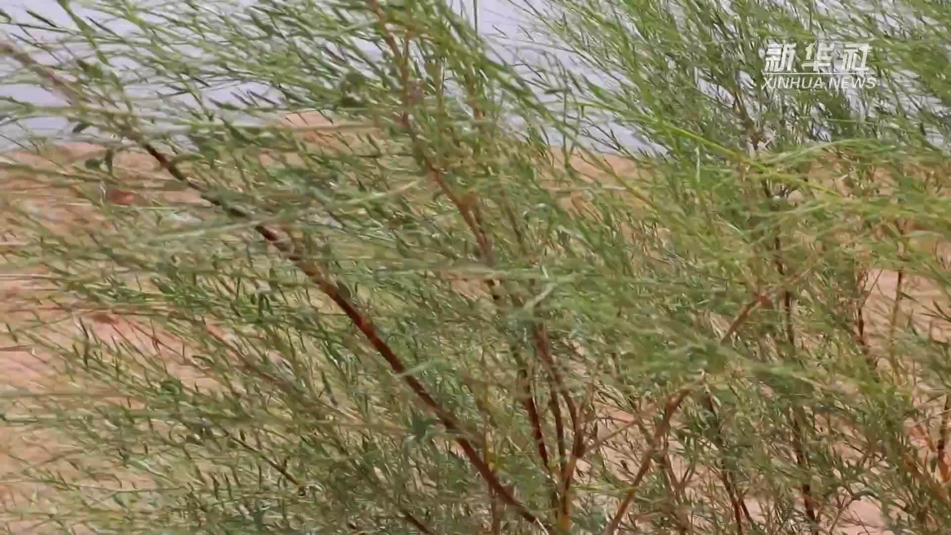 甘肃古浪：治沙“织绿”筑牢生态屏障