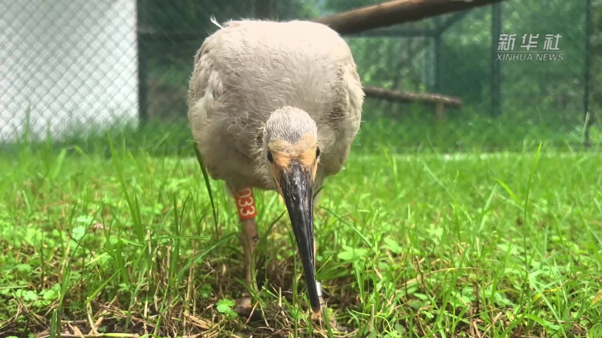 4只“江西籍”朱鹮宝宝繁育成功