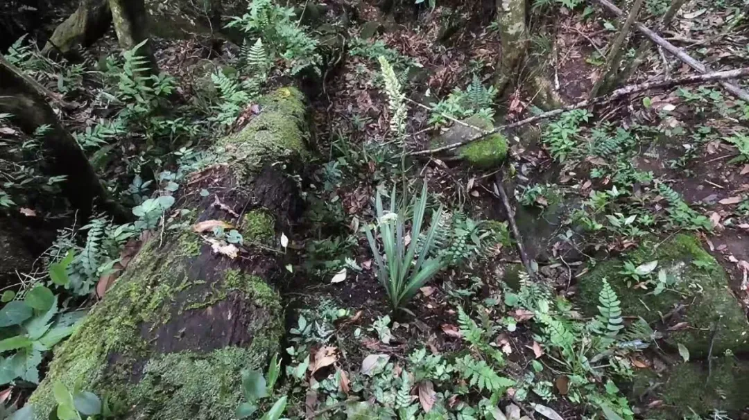 江西首次！崇义发现珍稀保护兰科植物——剑叶虾脊兰