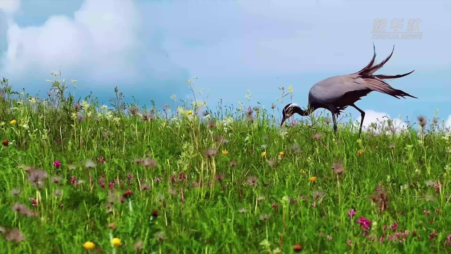 千城胜景｜额尔古纳：花海伉俪蓑羽鹤