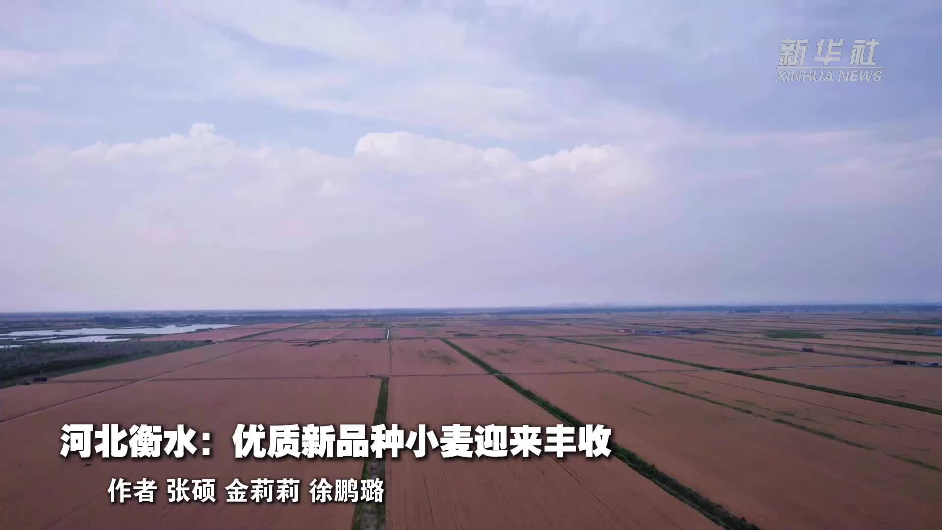 河北衡水：优质新品种小麦迎来丰收