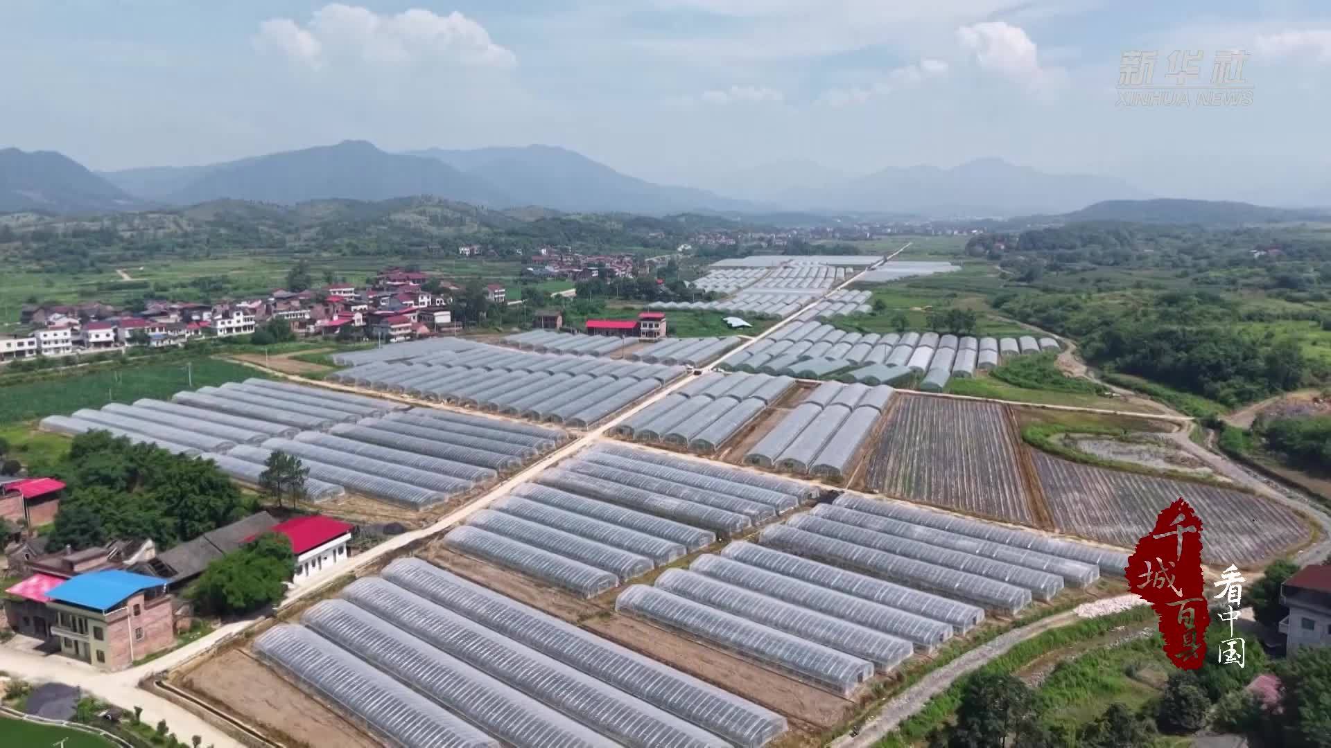 千城百县看中国｜湖南冷水滩：辣椒丰收 奏响乡村振兴“椒”响曲