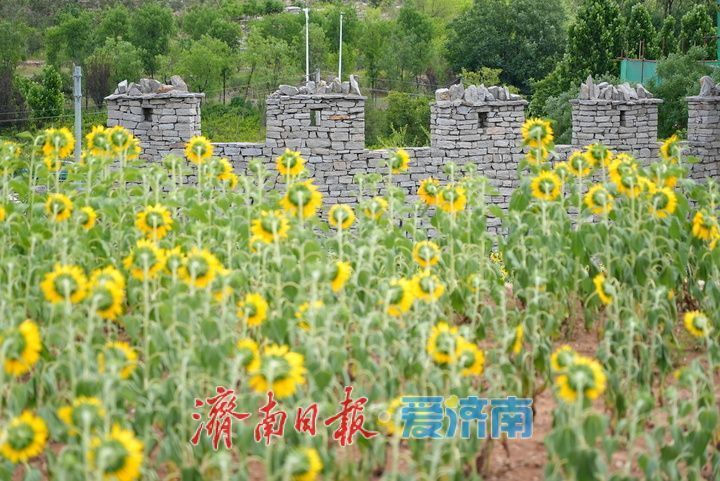 千年雄关花海盛放，古长城焕发新生机
