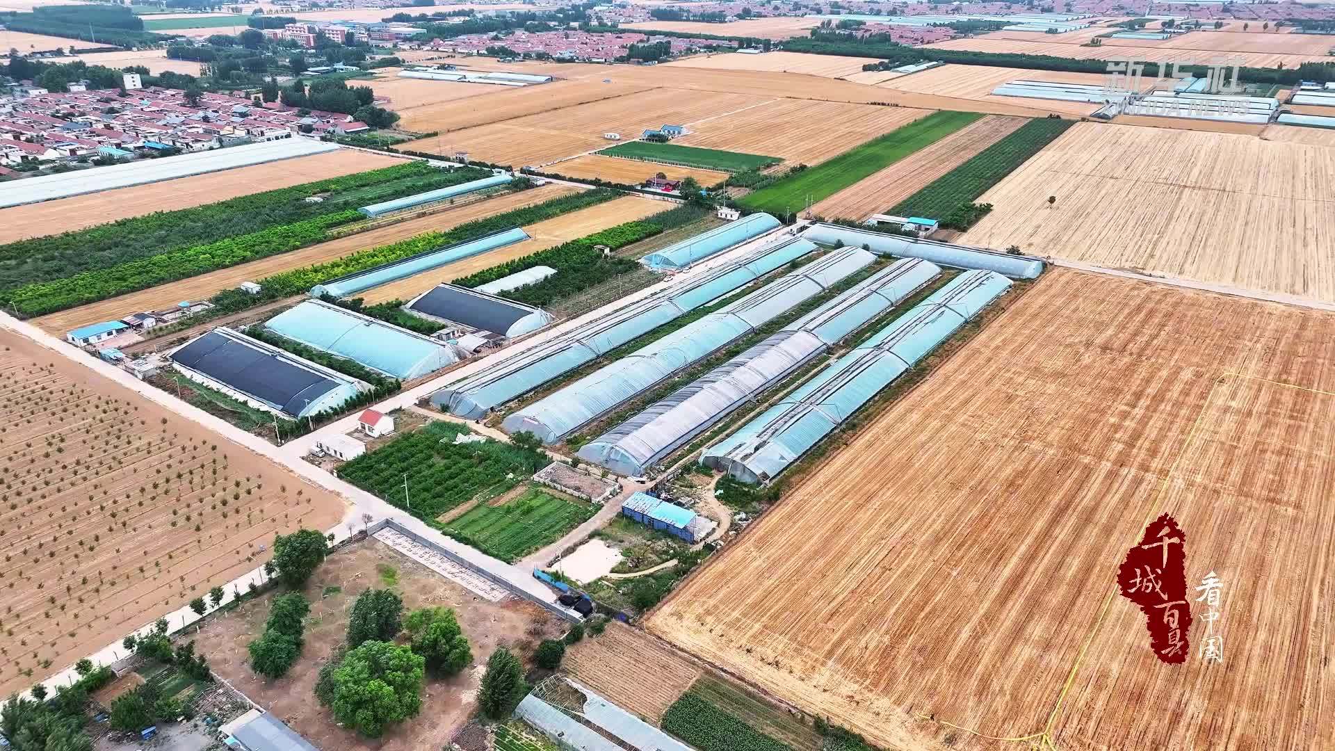 千城百县看中国｜山东广饶：夏日葡萄甜 采摘正当时