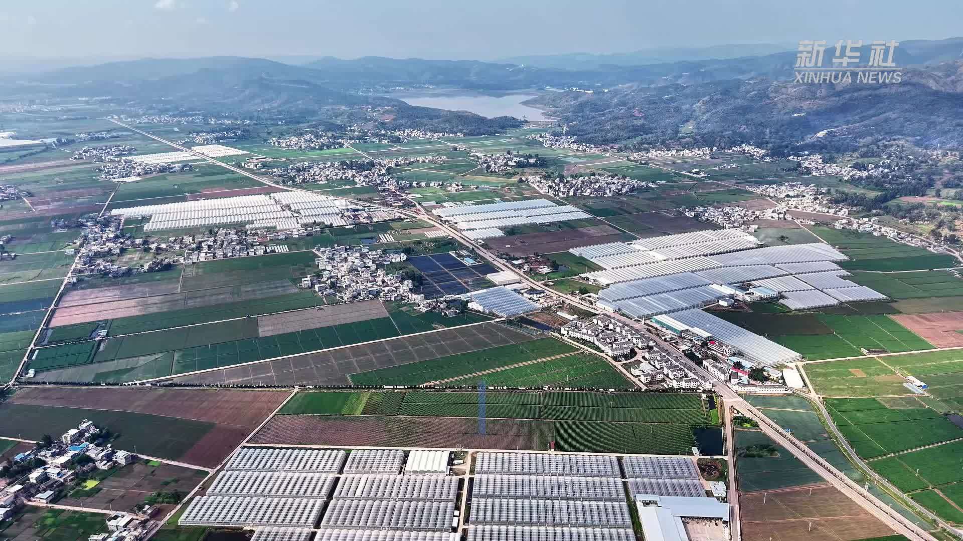 云南姚安：鲜花产业让7000余人吃上了家门口的“热乎饭”