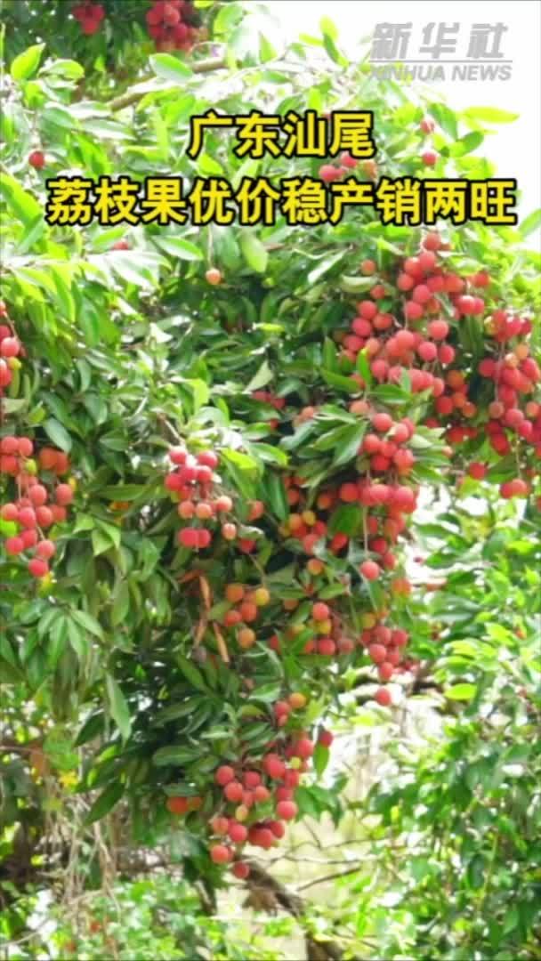 广东汕尾：荔枝果优价稳 产销两旺