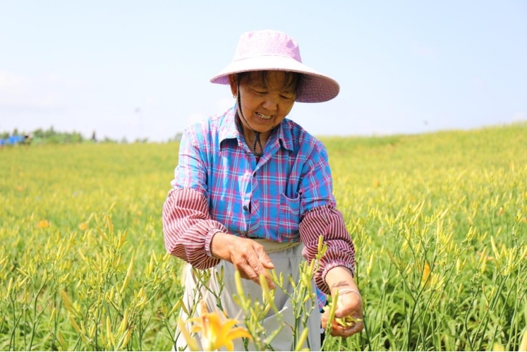 小黄花大产业，彭泽县黄花镇村民在忙着采摘黄花菜（金书斐 摄）