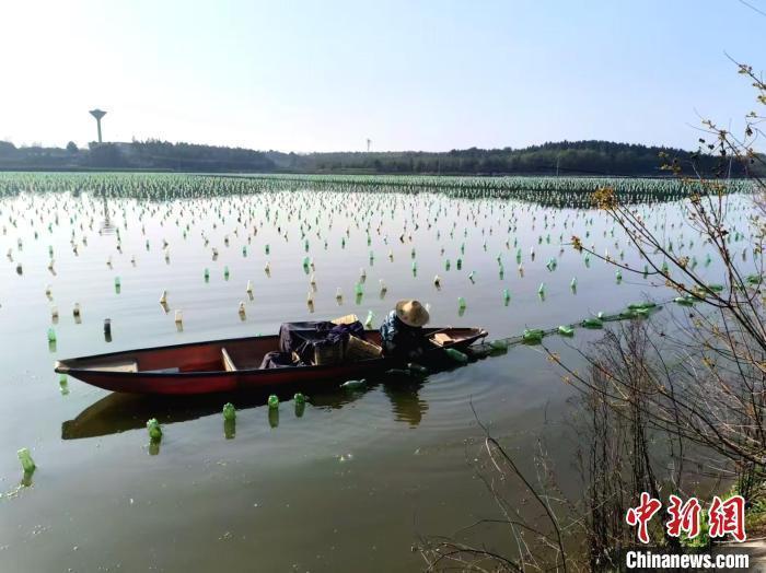 图为江西省上饶市万年县珍珠养殖基地。(资料图)万年县委宣传部供图