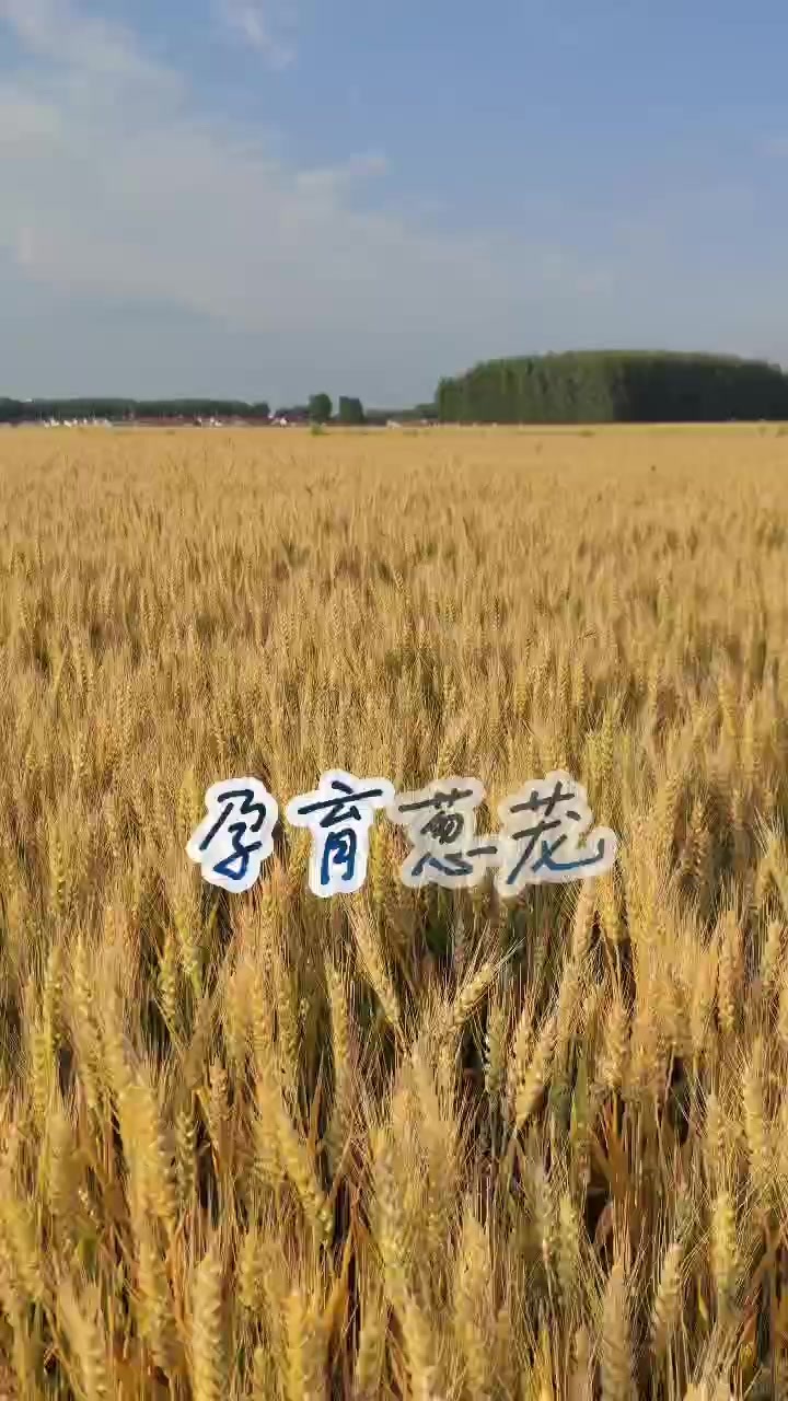 青岛乡里乡亲｜董桂梅：用诗与镜头勾勒乡村振兴的诗意画卷