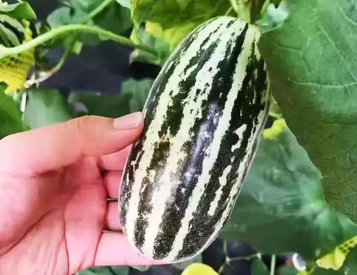 “甜蜜经济”带动乡村旅游 华亭解锁田园新玩法