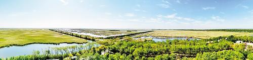 6月12日，南大港湿地水草丰美，风景怡人。 本报记者 戴绍志摄