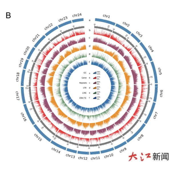 雷竹的基因組組裝(圖源：江西省林業科學院)