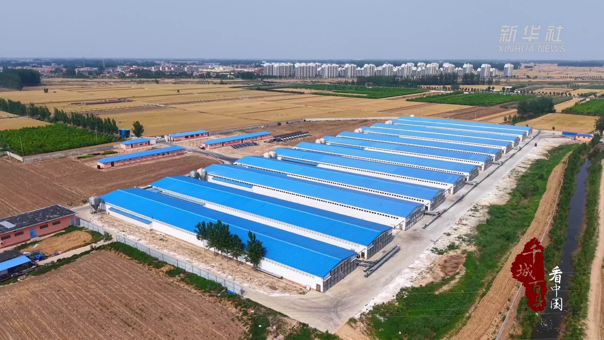 千城百县看中国｜山东成武：“小肉鸡”成就“大产业”