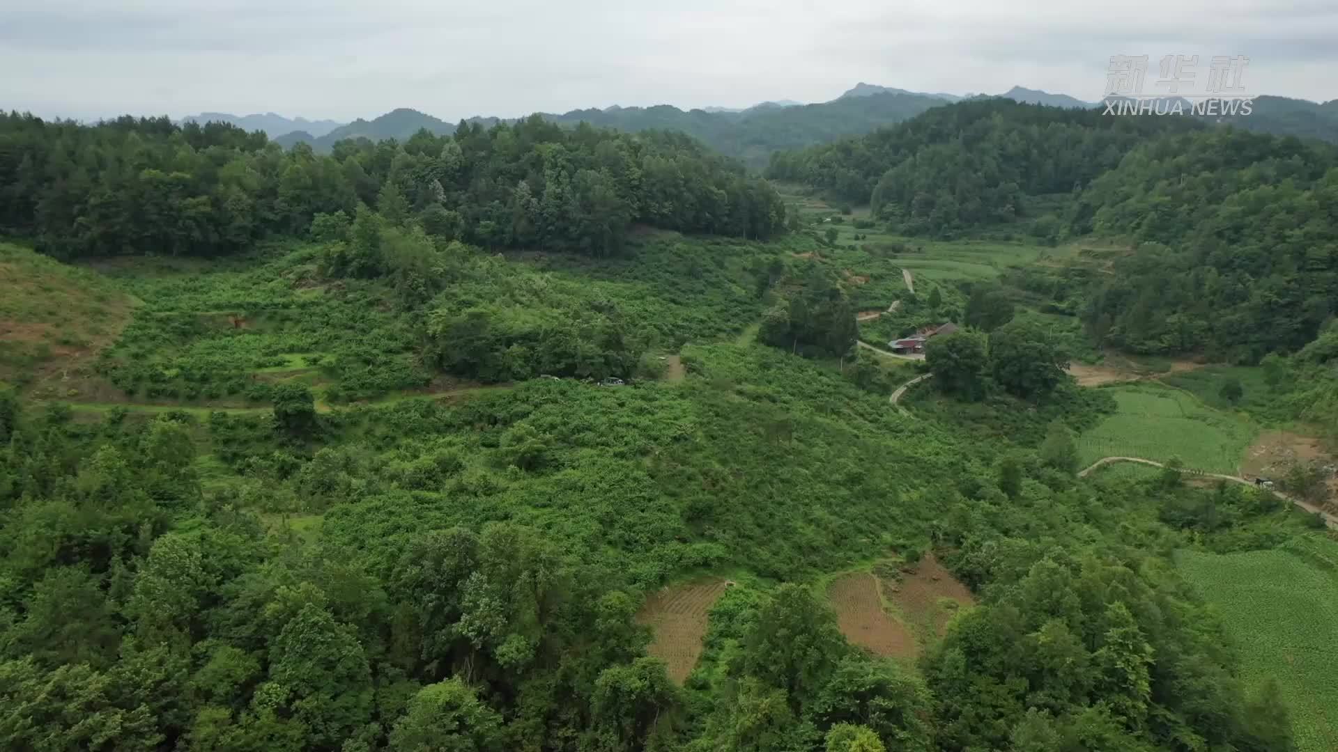 贵州余庆：鲜桃上市季 开园迎旺销
