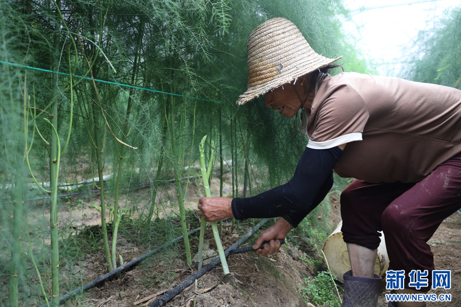 村民陈茶花正在采摘芦笋。新华网 谭茜予 摄