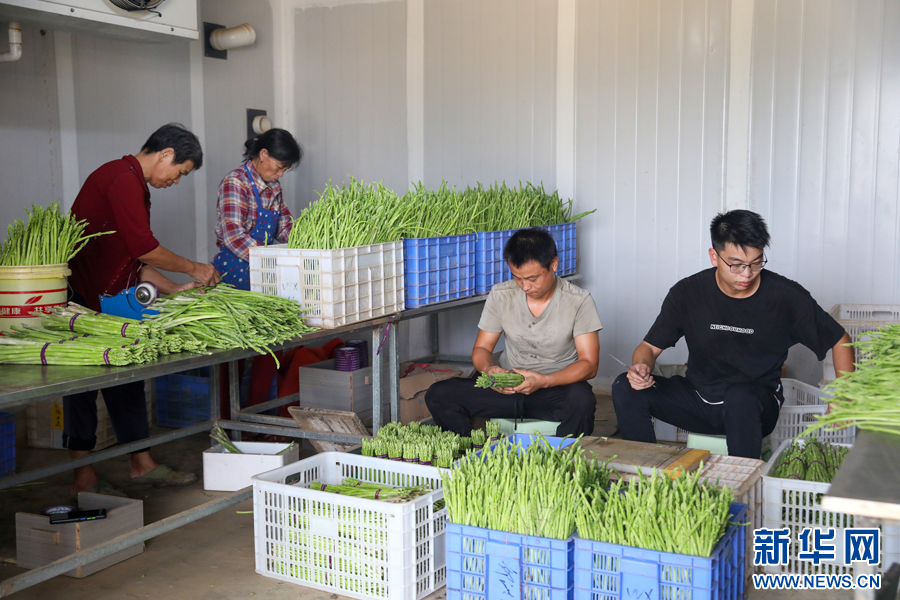 工作人员正在分拣芦笋。新华网发 邱志超 摄