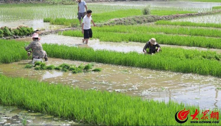 临沂市兰山区枣园镇大枣沟头村农户们积极开展水稻种植工作