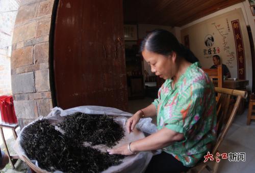 下梅村茶葉專業戶在撿茶。