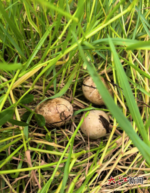 九江人工浮岛发现青头潜鸭筑巢孵化（李言阔供图）