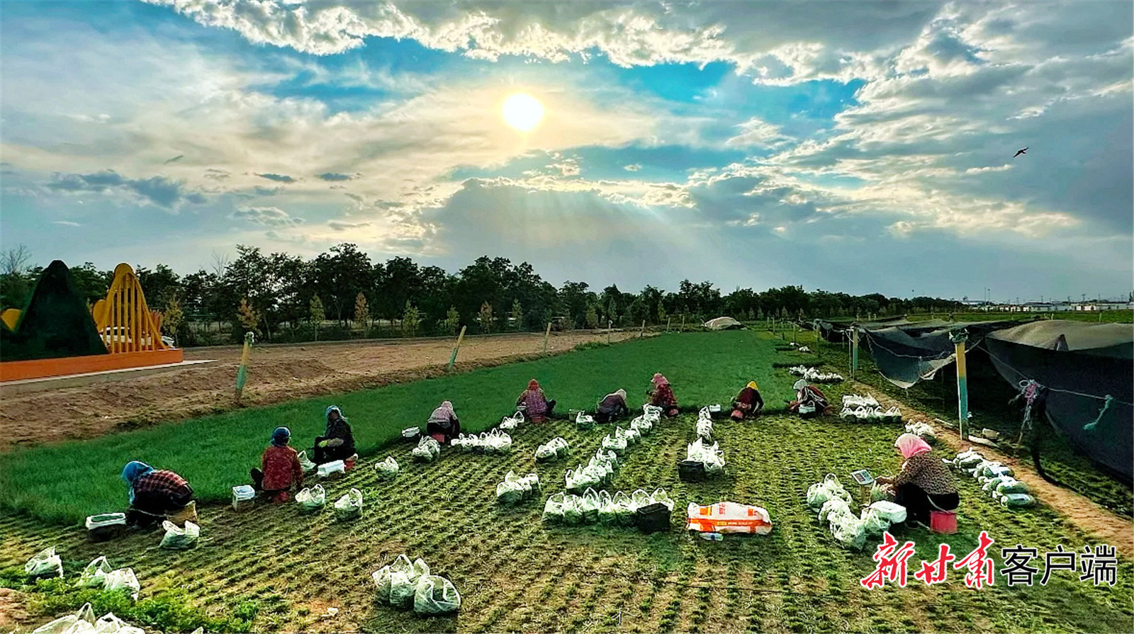 民勤县露地沙葱进入收获期　新甘肃&middot;甘肃日报记者　金奉乾　摄