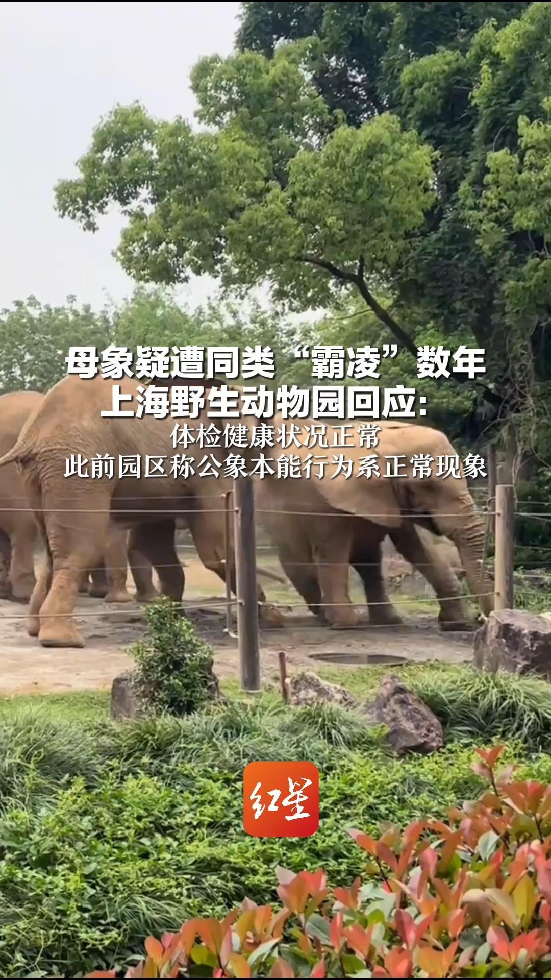 母象疑遭同类“霸凌”数年 上海野生动物园回应：体检健康状况正常 此前园区称公象本能行为系正常现象