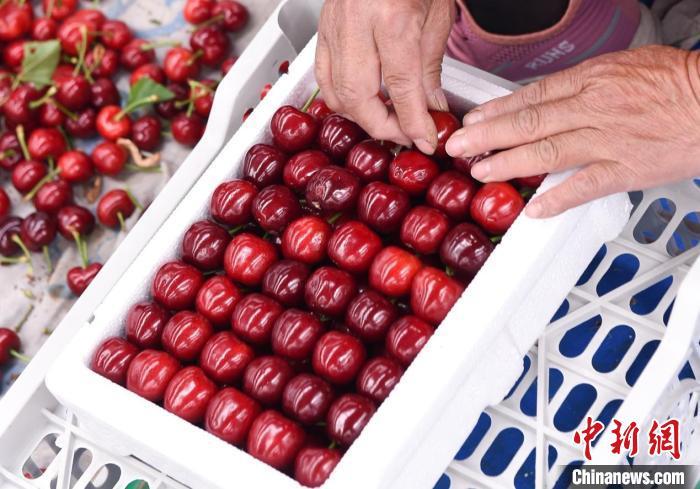 烟台机场“樱桃航班”运输量创新高