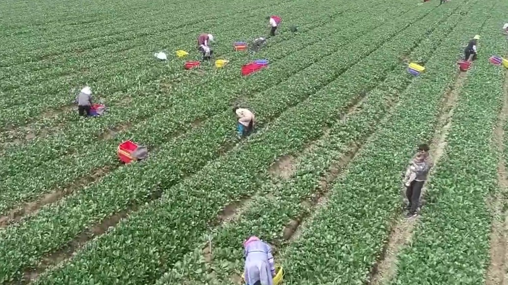 【视频】第八届中国有机大会参会嘉宾在张掖甘州区观摩考察