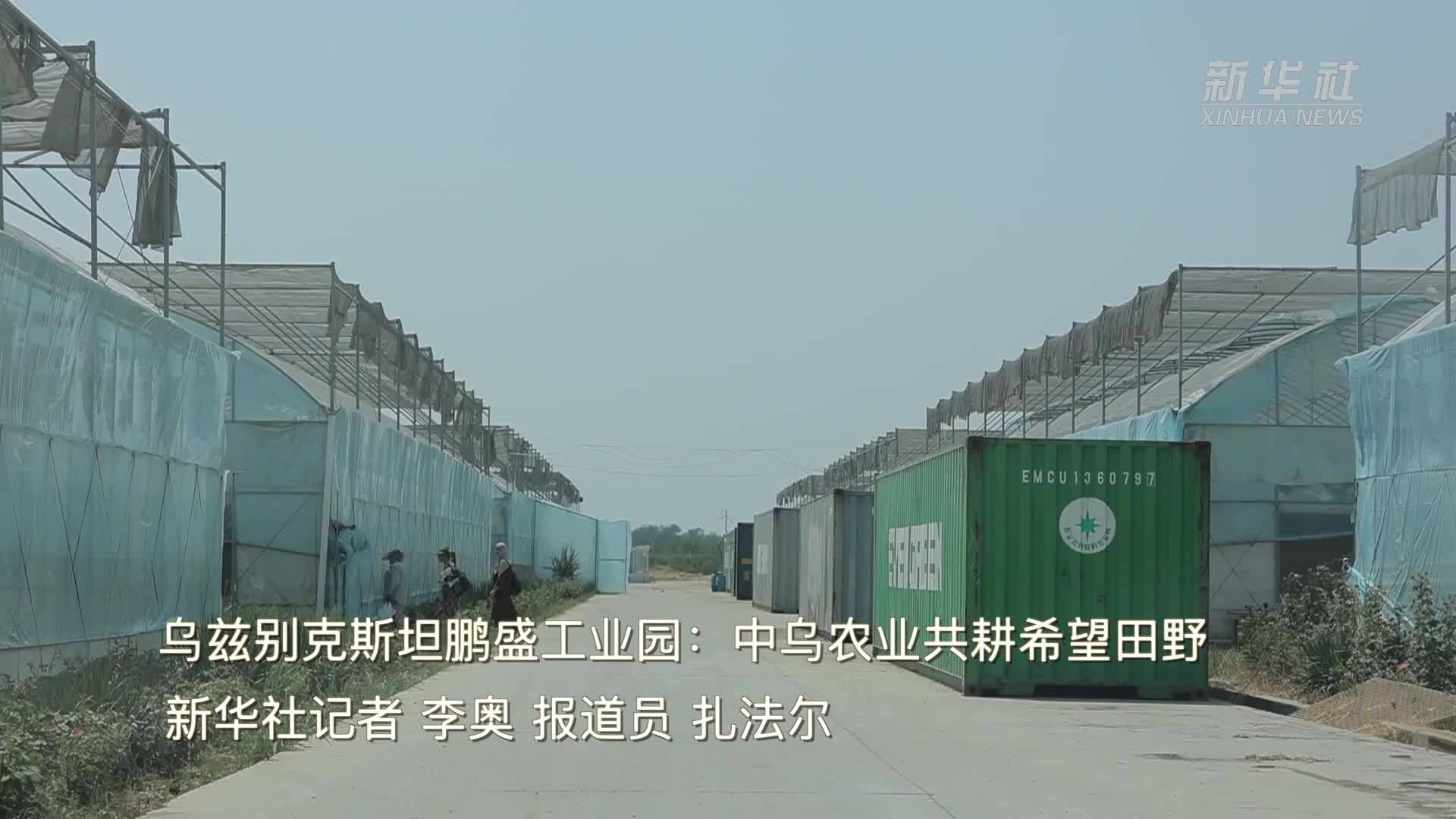 乌兹别克斯坦鹏盛工业园：中乌农业共耕希望田野