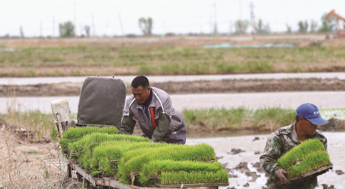 “一水两用、一地双收”的模式,使亩均增收超千元,让农民尝到了甜头。 (图片均由前郭县委宣传部提供)