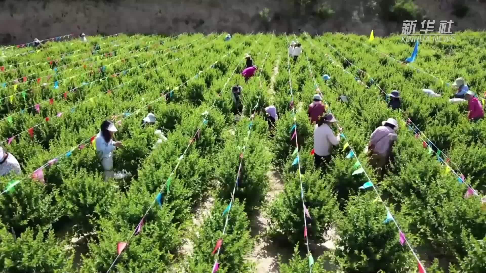 甘肃通渭：金银花开采收忙
