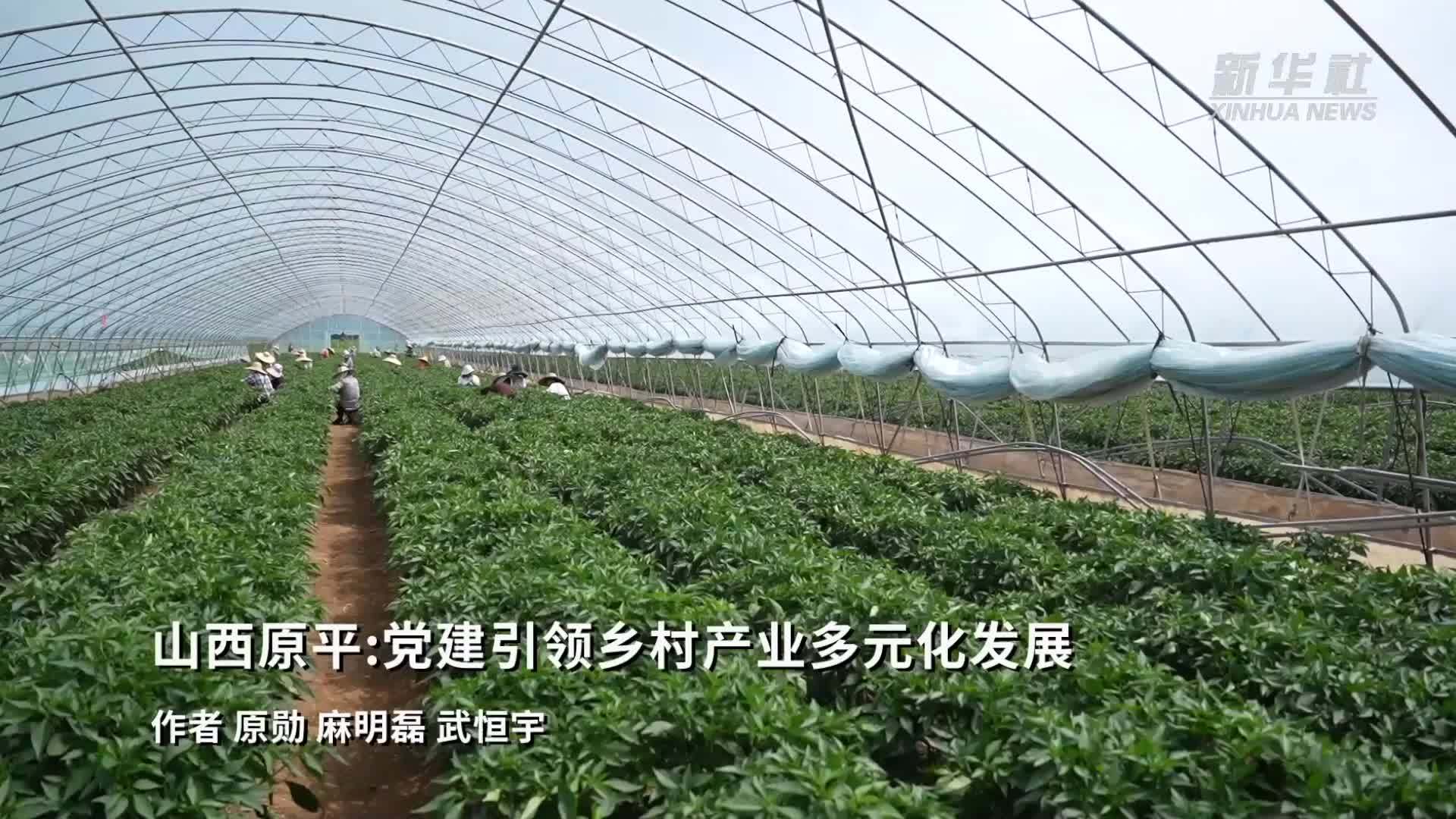 山西原平：党建引领乡村产业多元化发展