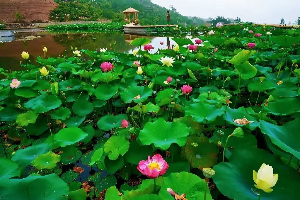 圖片