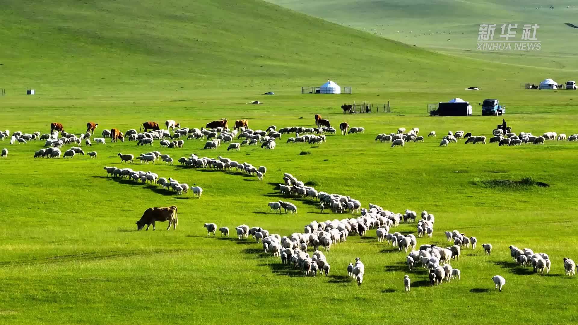 千城胜景｜夏日牧场生态美
