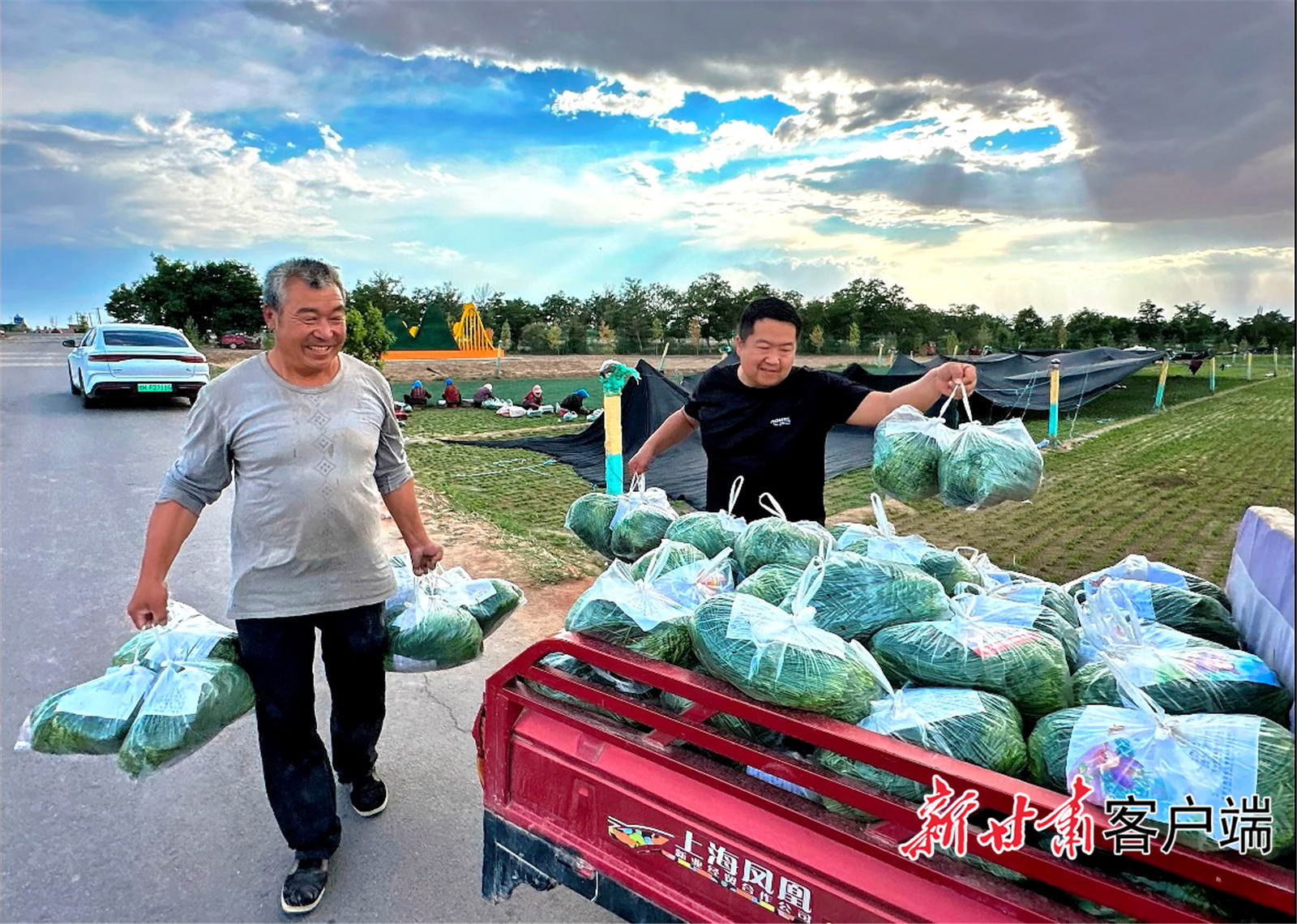 沙葱喜获丰收　新甘肃&middot;甘肃日报记者　金奉乾　摄