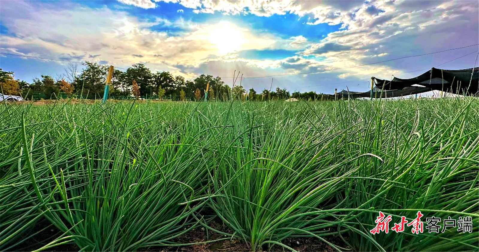 民勤露地沙葱长势喜人　新甘肃&middot;甘肃日报记者　金奉乾　摄