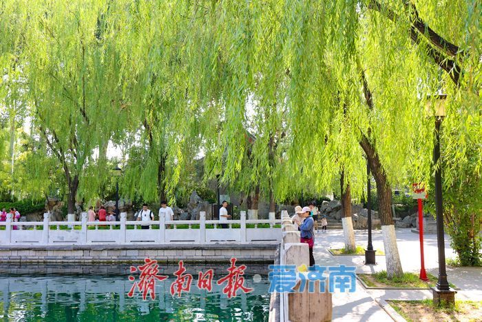 一年四季 泉在济南丨泉涌如珠映晨光 济南珍珠泉夏日清晨氛围感拉满