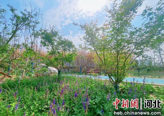 林语园内绿化植物。 张岩 摄