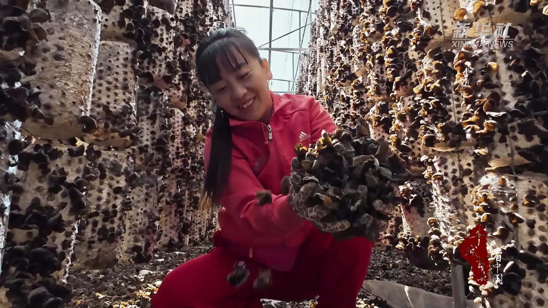 千城百县看中国｜内蒙古阿荣旗：黑耳成“金”