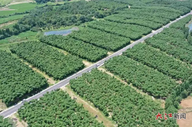 雷竹產業已成為江西弋陽的支柱產業之一 (圖源：弋陽關注)