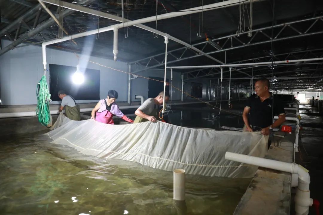 工人在拉网收鲈鱼苗（万再祥）