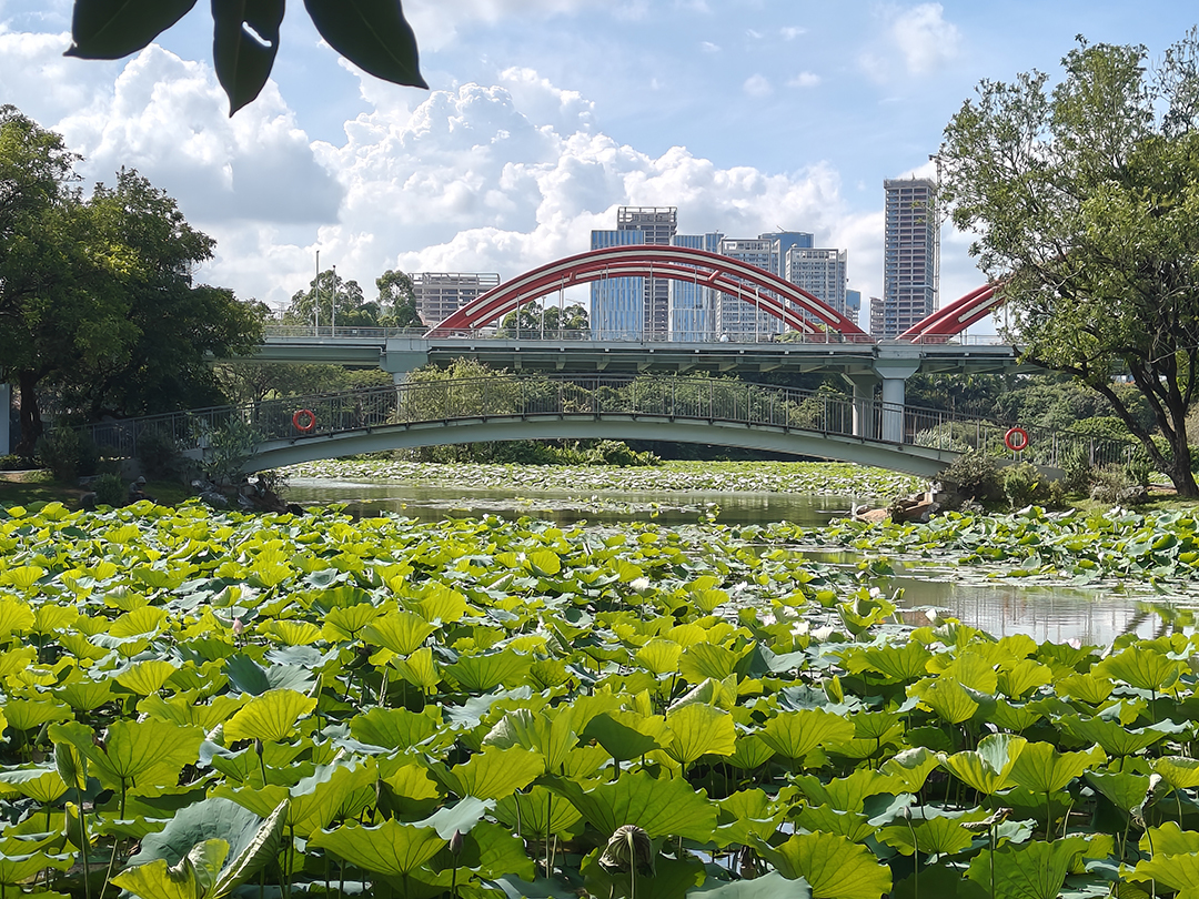 洪湖公园焕新,生态人文融合打造 “荷风印象”
