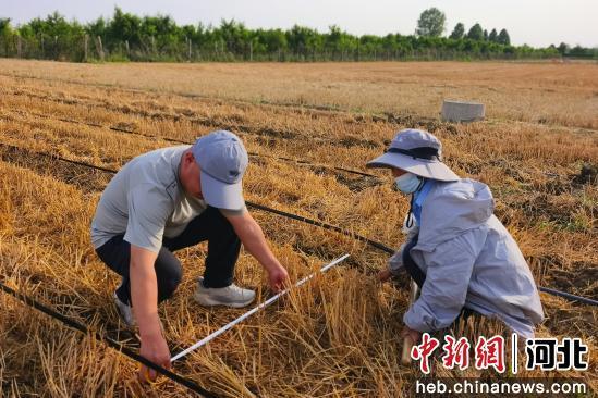 农技专家测量实际播种行距。 李月英 摄