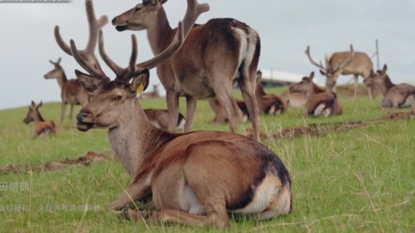 探访甘肃肃南祁连山下的“鹿”产业