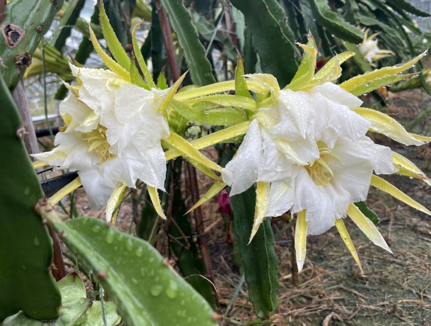 花香引路，红果生金！九江湖口张青乡特色产业赋能乡村振兴