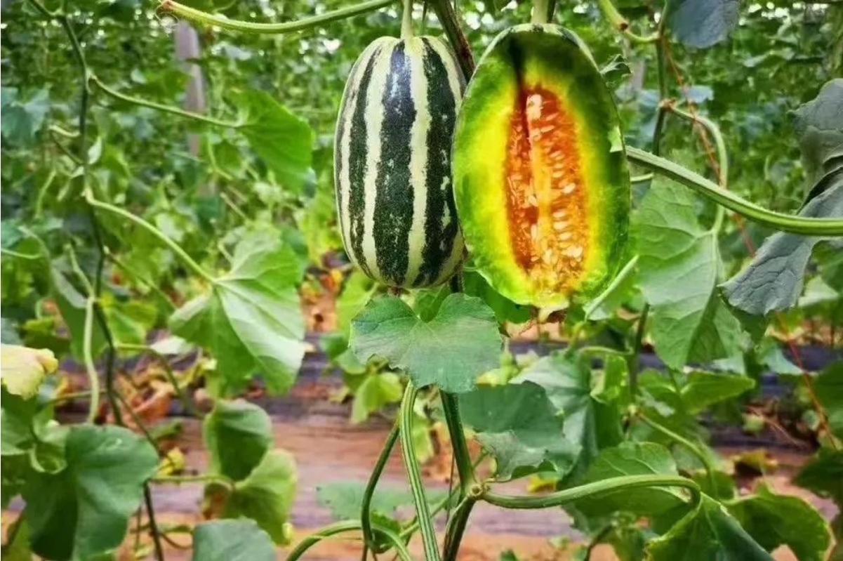 “甜蜜经济”带动乡村旅游 华亭解锁田园新玩法