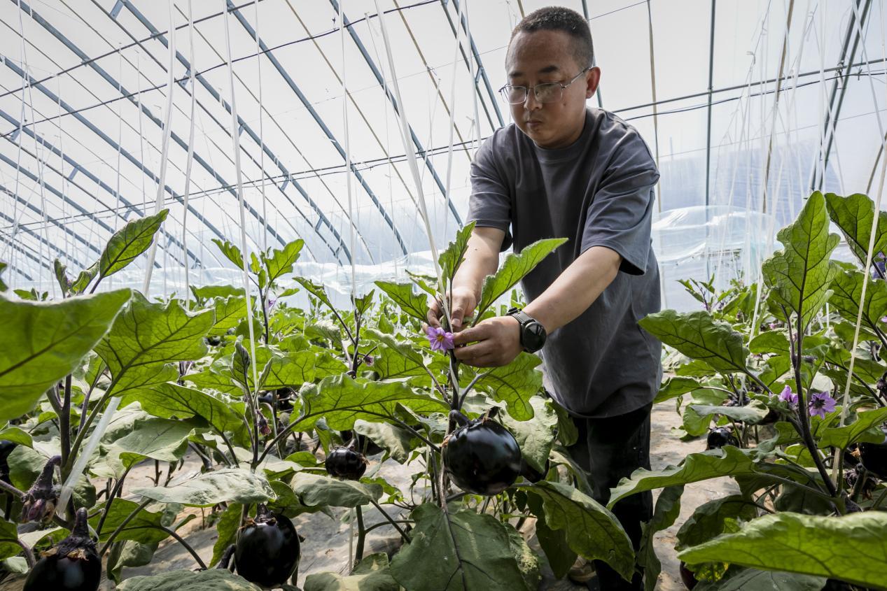 圆茄种植管护。吕国良 摄