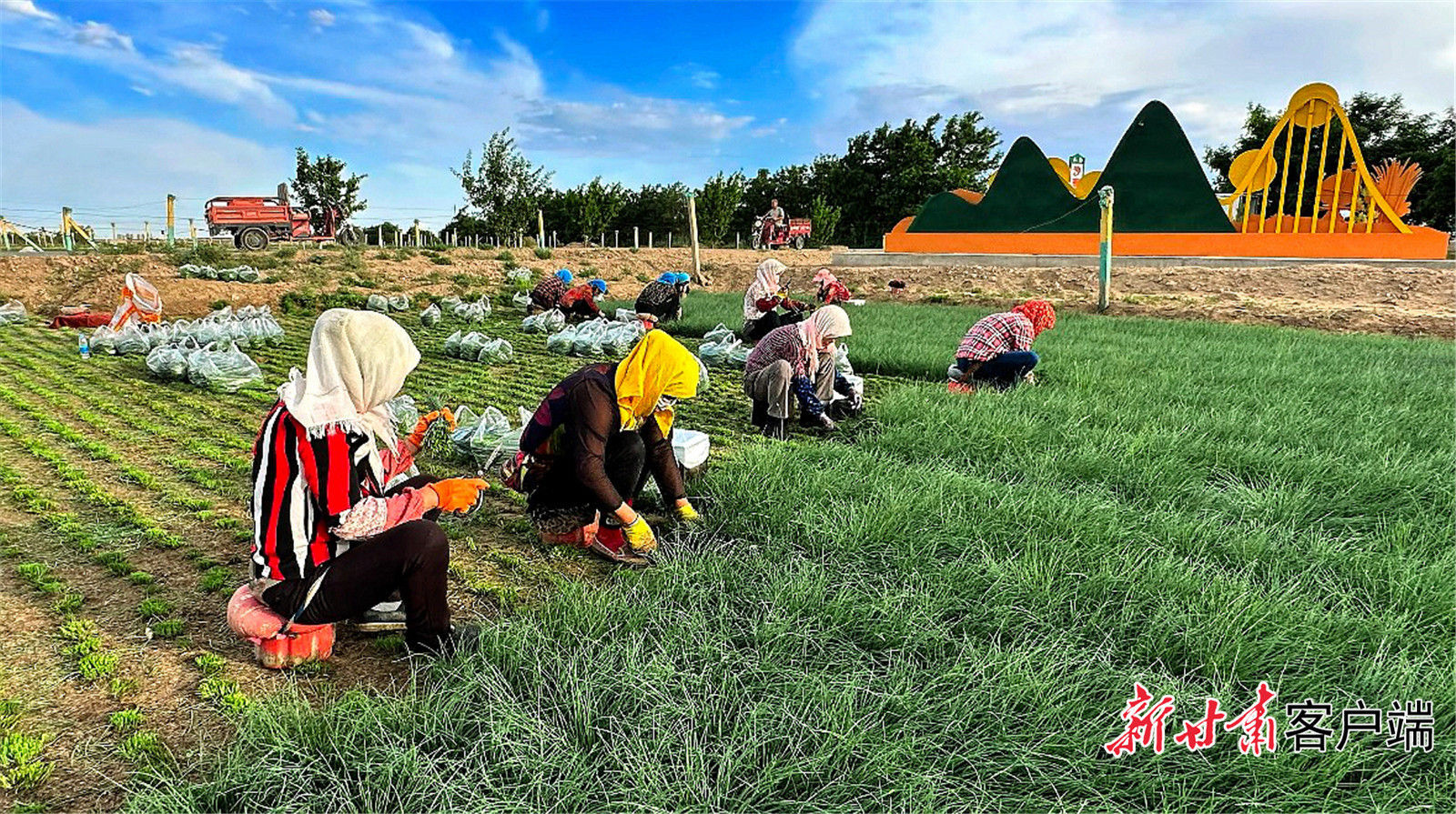 沙葱采收现场　新甘肃&middot;甘肃日报记者　金奉乾　摄