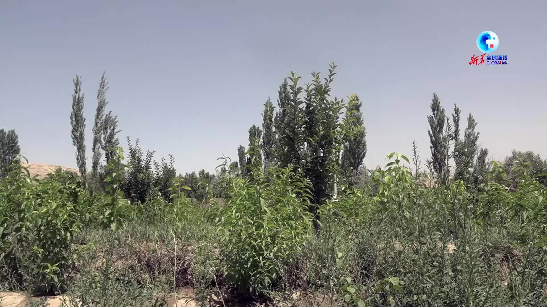 全球连线｜阿富汗农民以园艺新绿代替罂粟旧影