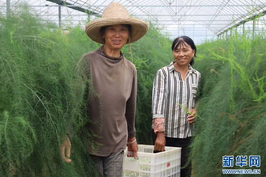 村民们正在搬运采摘好的新鲜芦笋。新华网 谭茜予 摄