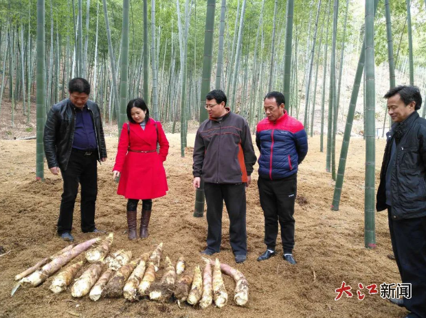 王海霞帶隊在基層調研雷竹產業(圖源：江西省林業科學院)